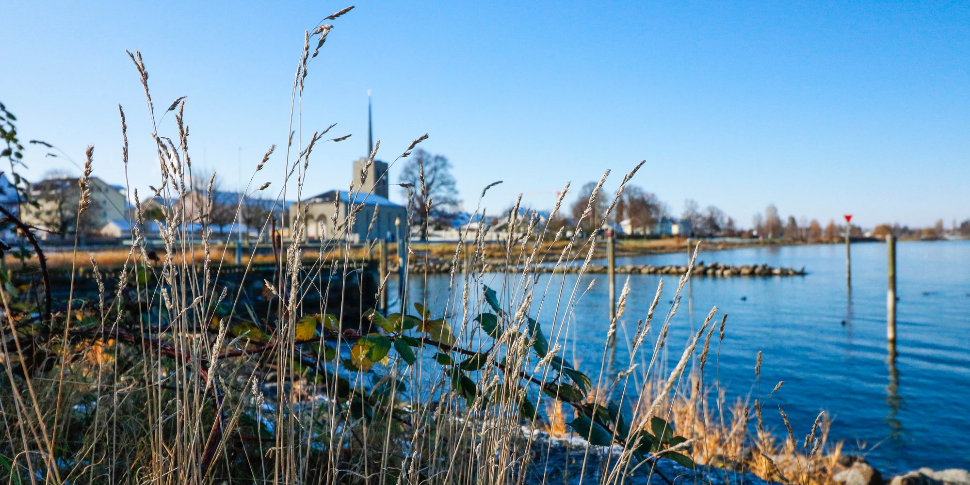 Bodensee in Horn, Blick durch Schilf Richtung Arbon
